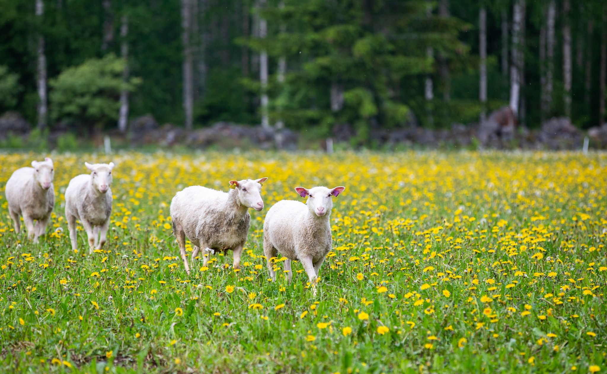 Tiisanmäen lammastilan onnellisia lampaita laitumella.